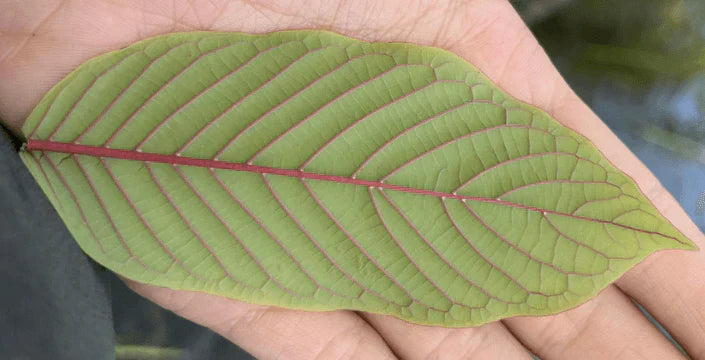 Kratom – Originea și procesarea sa