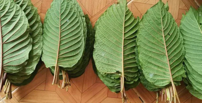 Kratom thailandez: efectele sale, istoria și deosebirea față de kratomul din Indonezia