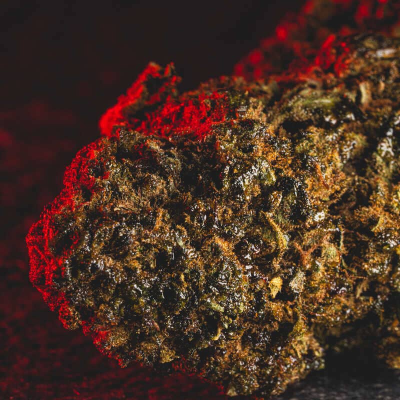 Floare Cantonic H4CBD de la Kratom World, prezentată în detaliu