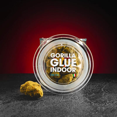 Flori Gorilla Glue cu CBD, prezentate în ambalajul original