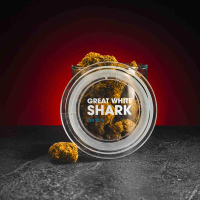 Flori de canabis Great White Shark cu CBN, prezentate în ambalajul original