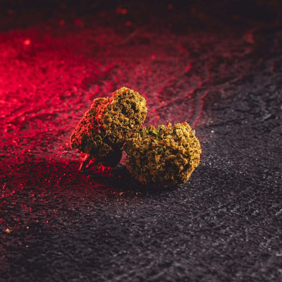 Detaliu al florilor Hazelnut cu CBD de la Kratom World